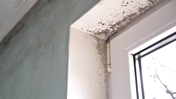 Best Black Mold Removal  in Lenoir, NC