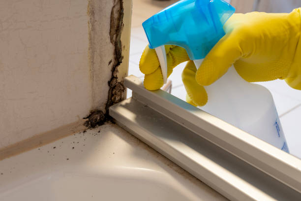 Best Mold Testing  in Lenoir, NC