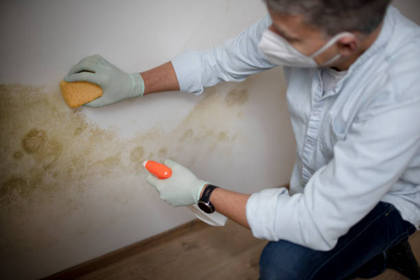 Best Residential Mold Removal  in Lenoir, NC