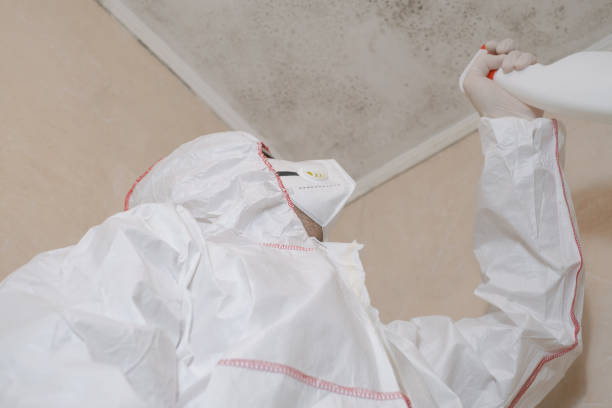 Best Mold Removal Specialists  in Lenoir, NC