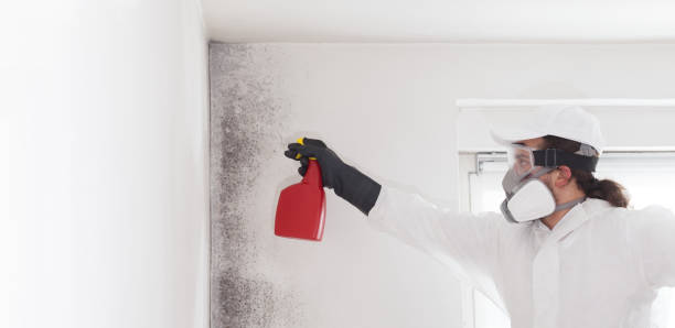 Lenoir, NC Mold Removal Company
