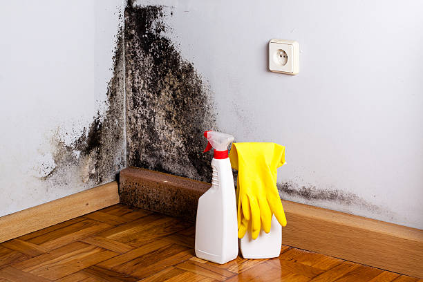 Best Attic Mold Removal  in Lenoir, NC