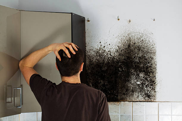 Best Office Mold Removal Services  in Lenoir, NC
